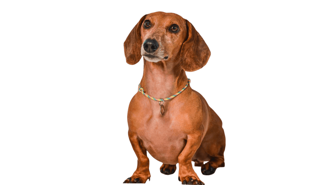 Aurora — a Dachshund que inspirou este app