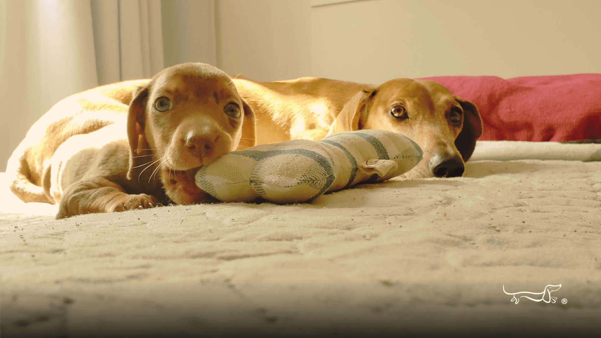 Bem vindo a cachorro salsicha